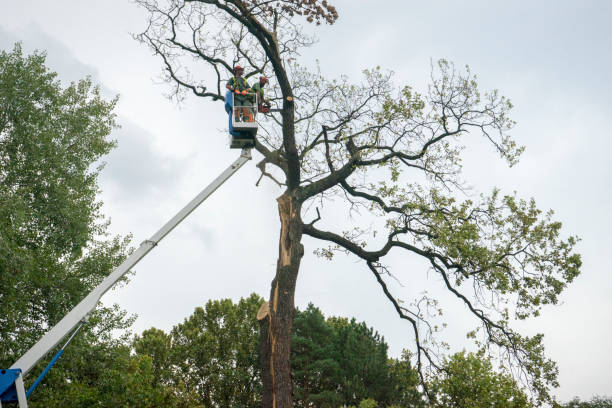 Tree and Shrub Care in Huxley, IA